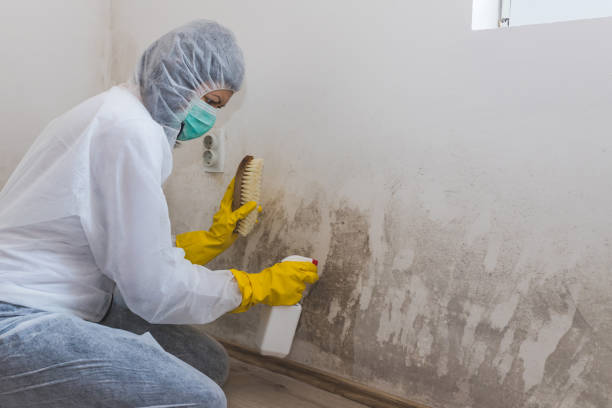 Best Post-Flood Mold Remediation in Tontitown, AR