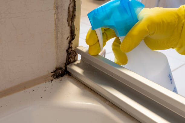 Best Emergency Mold Remediation in Tontitown, AR