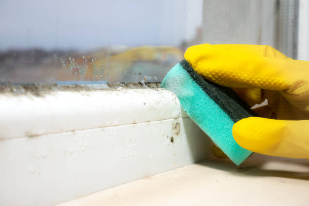 Best Localized Mold Remediation (e.g., coastal areas, humid climates) in Tontitown, AR