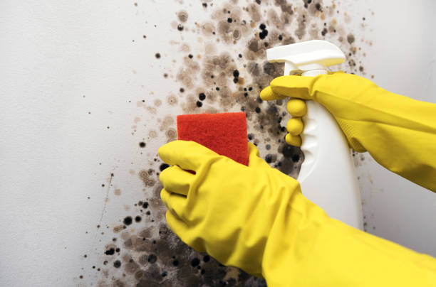 Best Crawl Space Mold Remediation in Tontitown, AR