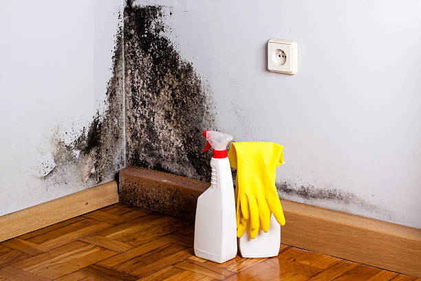 Best Commercial Mold Remediation in Tontitown, AR